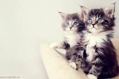 Честит ден на… котките!