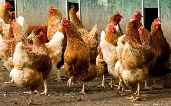 БАБХ вдига забраната за продажба на птици по пазарите