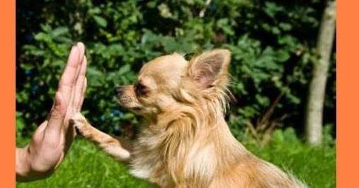 Как да изберете име за своето куче?