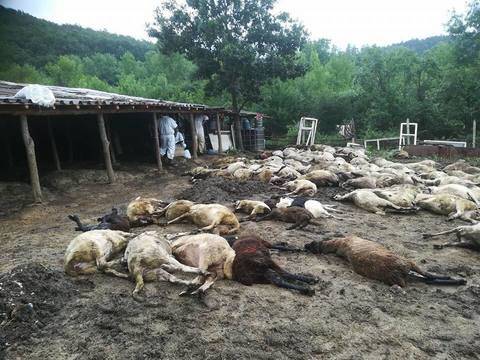 Защо всички млъкнаха за „чумата“ в Странджа? Оставка на министъра на земеделието и цялото ръководство на БАБХ за избитите…