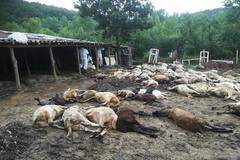 Защо всички млъкнаха за „чумата“ в Странджа? Оставка на министъра на земеделието и цялото ръководство на БАБХ за избитите…