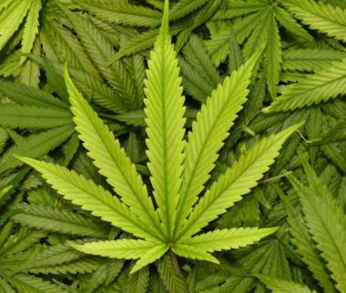 Задържаха мъж с голямо количество марихуана