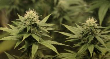 Задържаха 12 души за разпространение на наркотици, полицията унищожи 20 тона канабис