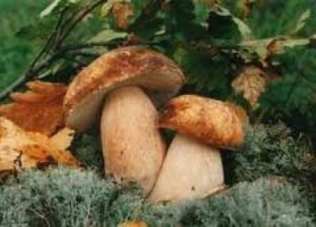 Лекари от Смолян спасиха живота на семейство след отряване с гъби