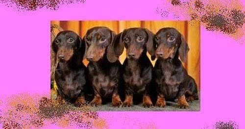 Дакел (Dachshund) е симпатична, малка порода куче.