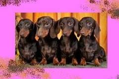 Дакел (Dachshund) е симпатична, малка порода куче.