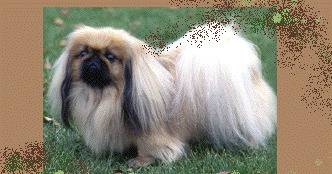 Пекинез – китайска декоративна порода кучета.