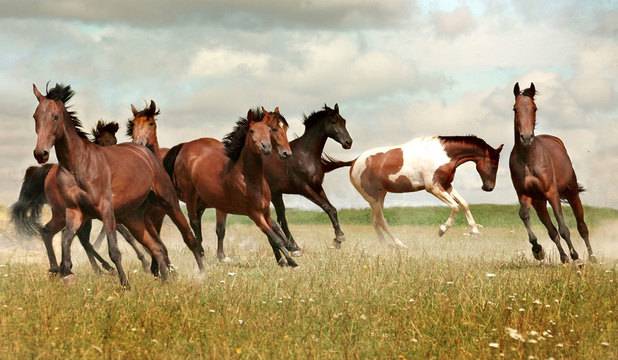 Борба за съществуване (Теория на еволюцията)