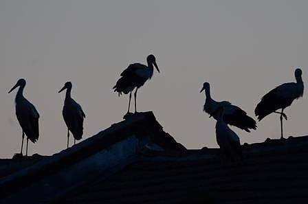 Мигриращи щъркели прекъснаха тока на десет села в Турция