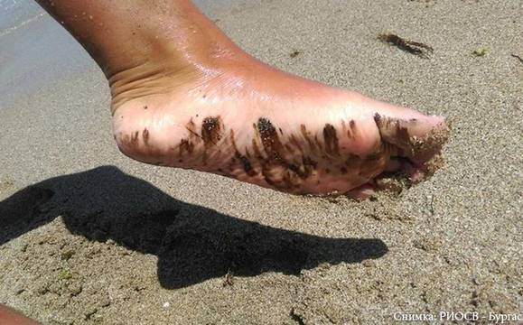 Взети са нови проби от морската вода край Созопол