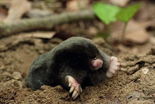 Откриха нов вид бозайник в Странджа