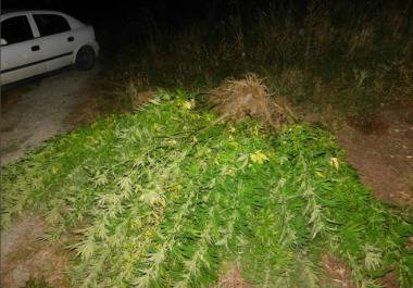Разкриха нива за отглеждане на канабис в Пернишко