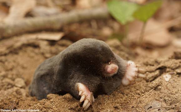 Учени откриха нов вид бозайник в Странджа