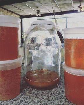 Какво може да се случи с вашето тяло, ако пиете 2 чаши комбуча всеки ден