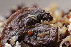 Ястие с гъби и киноа