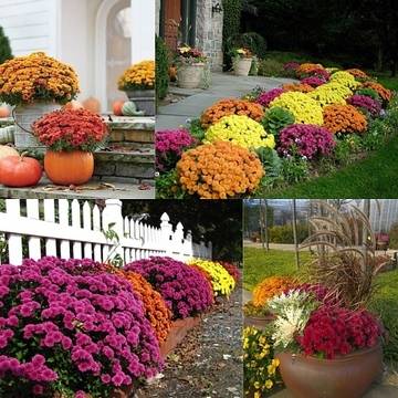 Съвети за градинари: Как да засадим хризантеми в градината?
