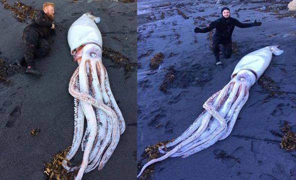 Гигантски калмар изхвърлен на плажа в Нова Зеландия изплаши уеб потребители