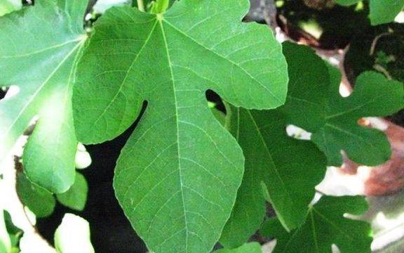 100 пъти по-мощни от чесъна и правят фигурата съвършена! Вижте как се използват!