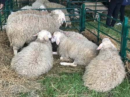 Момчил Неков с питане към ЕК относно ушните марки на овцете и козите