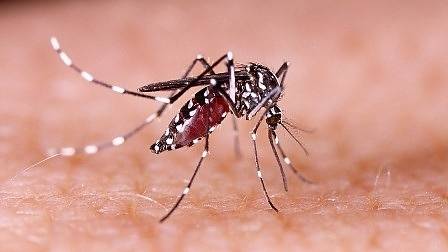 Западнонилската треска продължава да бушува на Балканите