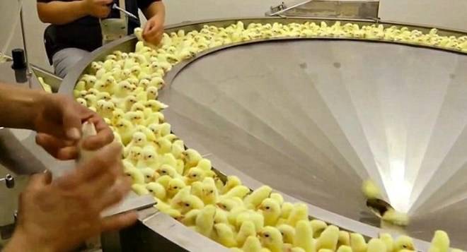 Бруталната и шокираща истина, която производителите на месо крият от вас! (ВИДЕО)