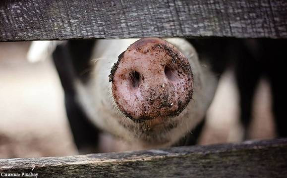 Въвеждат мерки срещу африканската чума в Бургаско