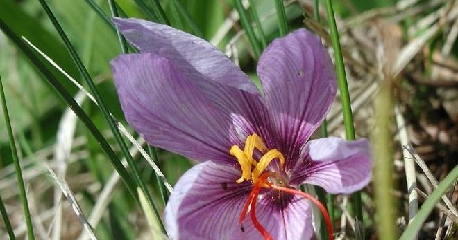 Шафран – Ползи за Здравето, Състав и Хранителна Стойност