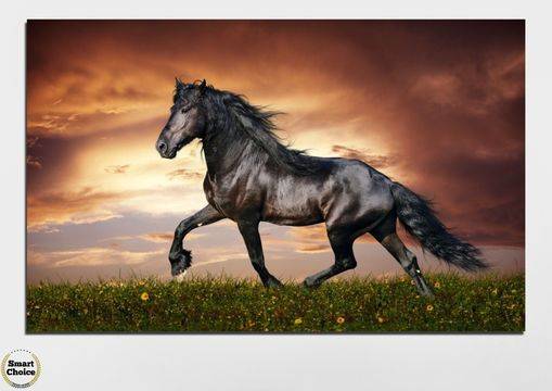 Декоративно пано за стена с породист чистокръвен кон – HD-336-1