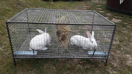 ЕС може да забрани отглеждането на зайци, кокошки и други птици в клетки