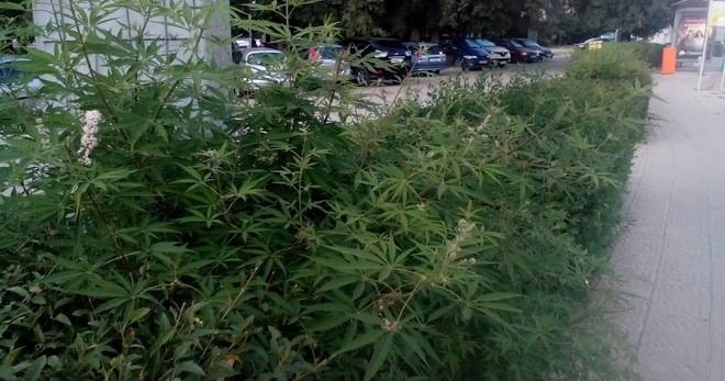 МАРИХУАНА РАСТЕ „НЕОБЕЗПОКОЯВАНО“ НА ЦЕНТРАЛЕН БУЛЕВАРД ВЪВ ВАРНА РАЗЛИЧНИТЕ НОВИНИ DIFFERENT NEWS