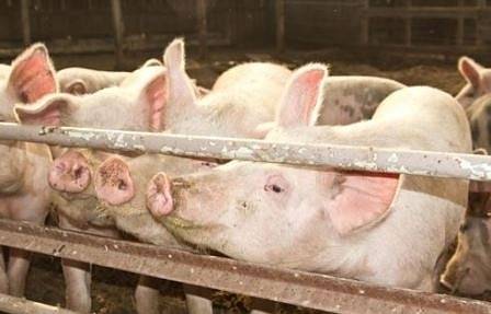 Свиневъди от Русе искат безопасен коридор за търговия и превоз на храни