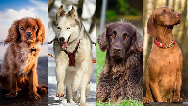 Изкуствен отбор (Теория на еволюцията)