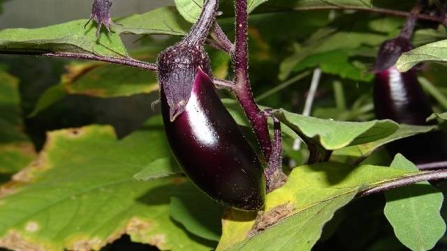 Учени назоваха зеленчука, който помага при всички болести. Расте навсякъде и в България