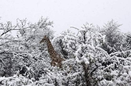 СНЯГ ЗАСИПА ЮЖНА АФРИКА MEDIAMIX МЕДИЯМИКС-НОВИНИТЕ НА ЕДНО МЯСТО