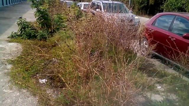 ИЗЧЕЗНАЛ ТРОТОАР ЗАРАДИ БУРНА РАСТИТЕЛНОСТ ВЪВ ВАРНА РАЗЛИЧНИТЕ НОВИНИ-DIFFERENT NEWS