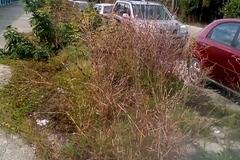 ИЗЧЕЗНАЛ ТРОТОАР ЗАРАДИ БУРНА РАСТИТЕЛНОСТ ВЪВ ВАРНА РАЗЛИЧНИТЕ НОВИНИ-DIFFERENT NEWS