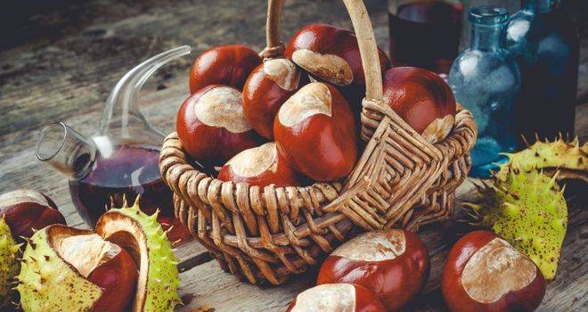 Ползи от конския кестен-Разширени вени, настинки, бронхит, атеросклероза, хипертония, тромбофлебит, храносмилателната система