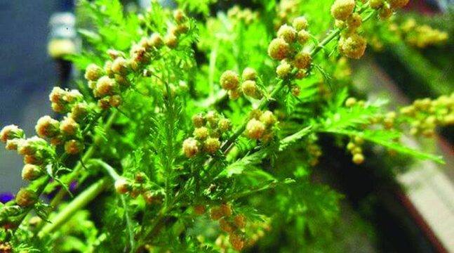 Билка убива 98% от раковите клетки за 16 часа