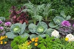 Съвети за градинари: Тези зеленчуци могат да виреят само едни до други