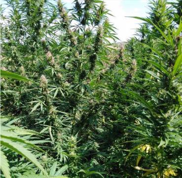 Ожънаха нива с канабис в Кюстендилско