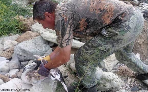 Бедстващо розово фламинго бе спасено