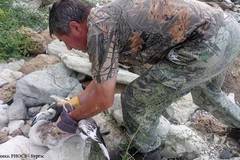 Бедстващо розово фламинго бе спасено