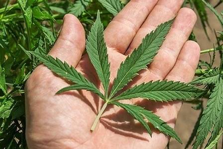 Бивш кандидат за кмет на Ивайловград в афера за милиони от канабис