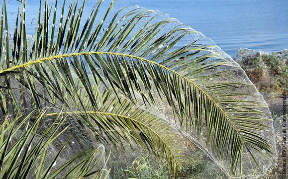 300-метрова паяжина покри гръцки плаж