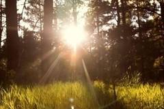 Днес слънчево с максимални температури между 26° и 31°