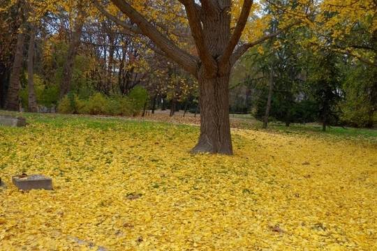 10 от най-хубавите БГ песни за есента (видео)