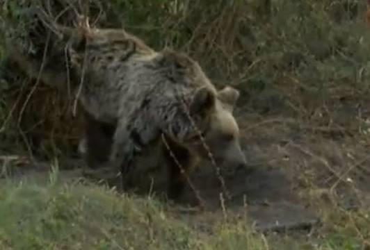 Спасиха мечка от бракониерски капан край Павел баня (КАДРИ)
