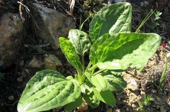 Най-мощният лек на майката природа: Смятахме го за бурен, а той е „Бърза помощ“ за болестите