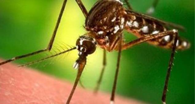 Мъж от Ямболско почина от западнонилска треска