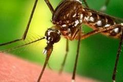 Мъж от Ямболско почина от западнонилска треска